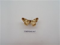 藏品(尺蛾170)的圖片